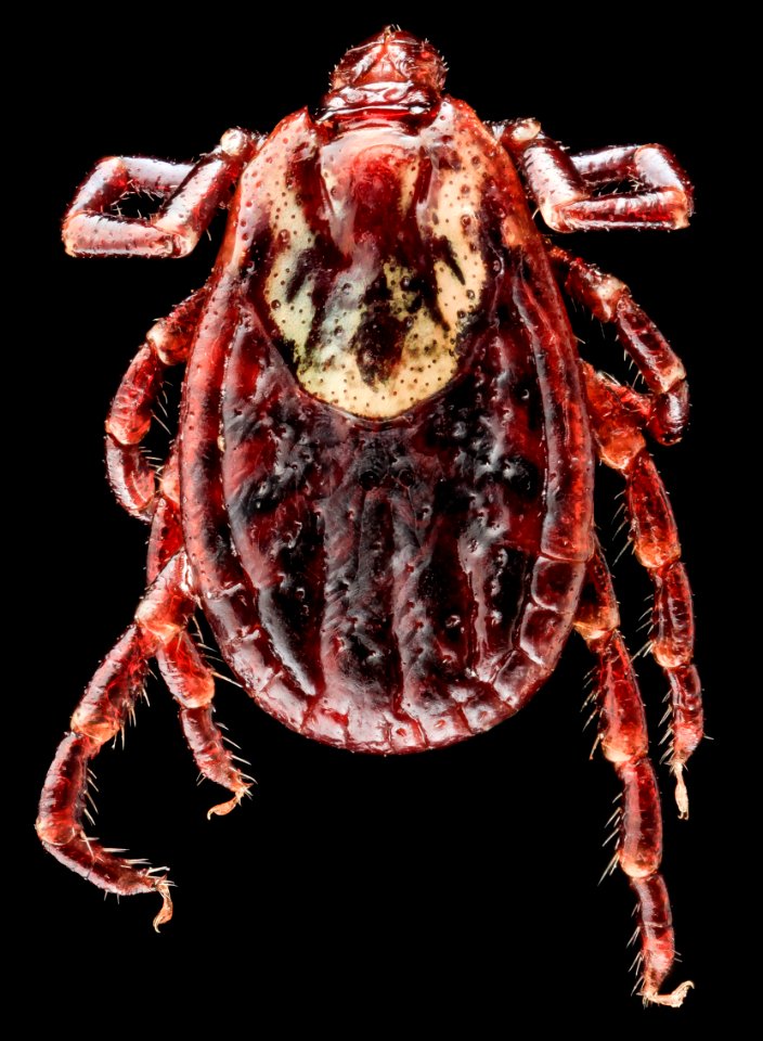 Dermacentor variabilis, U, Back, MD, Beltsville 2013-07-08-19.15.11 ZS PMax