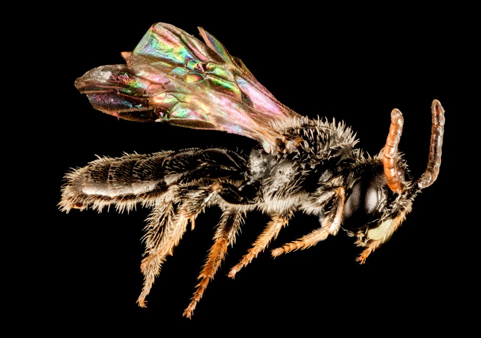 Panurginus potentilla, m, side, prince georges county 2015-05-06-06.49.23 ZS PMax