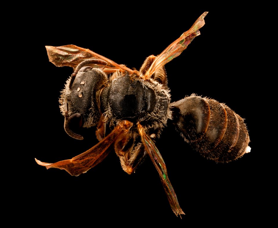 Halictus ligatus, gynandromorph, back, Maine 2017-06-16-15.45
