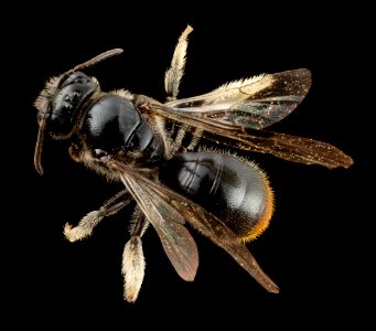 bee small red tip, f, chile, angle 2014-08-08-17.22.49 ZS PMax