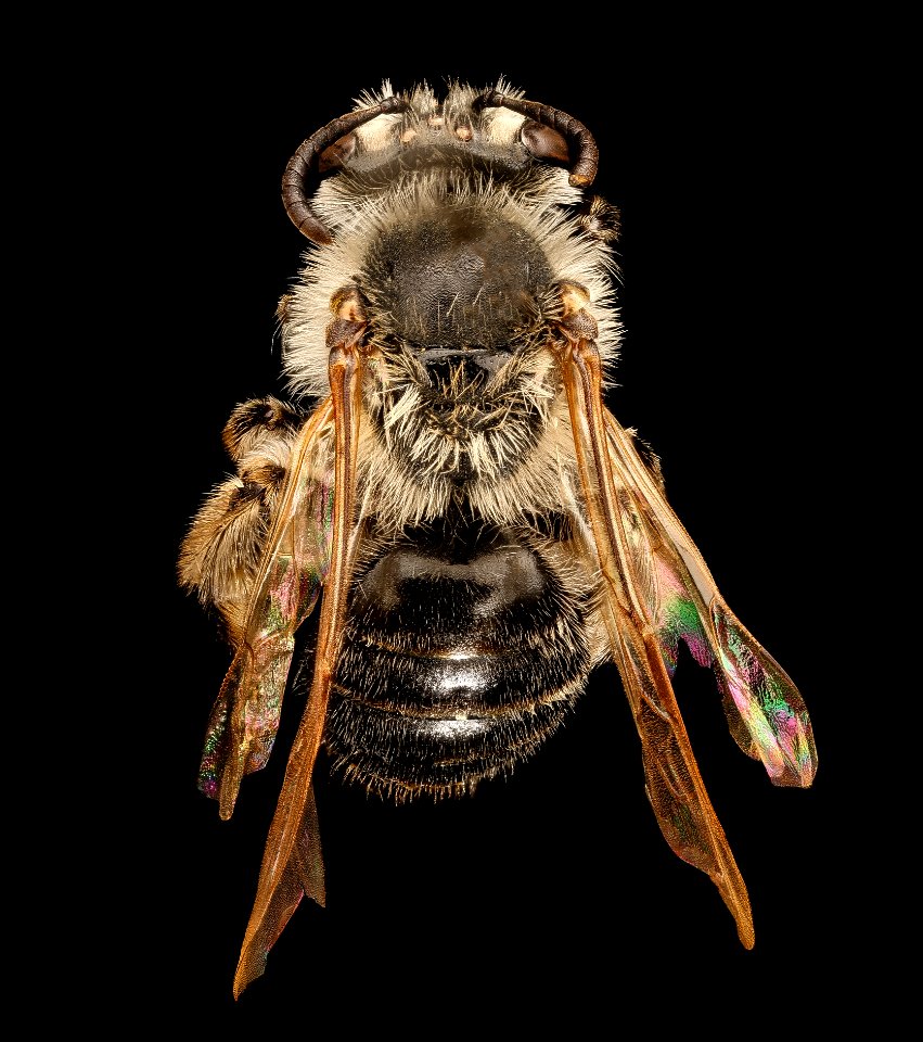 Andrena, miserabilis, f, back, Maryland, P.G 2018-05-16-17.24