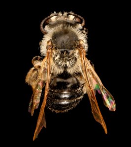 Andrena, miserabilis, f, back, Maryland, P.G 2018-05-16-17.24