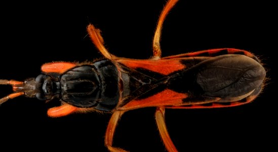 Assassin Bug, back, MD, Upper Marlboro 2013-09-15-13.54.34 ZS PMax