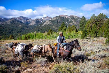 Mules carry Paiute cutthroat trout to reintroduction site