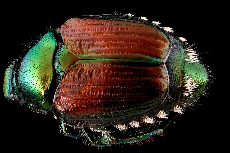 Popillia-japonica,-unknown,-back 2012-07-24-14.55.07-ZS-PMax