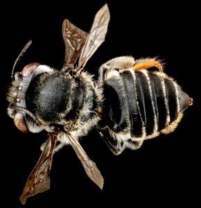 Megachile parallela, F, back, Tennessee, Haywood County 2013-01-22-14.40.02 ZS PMax photo