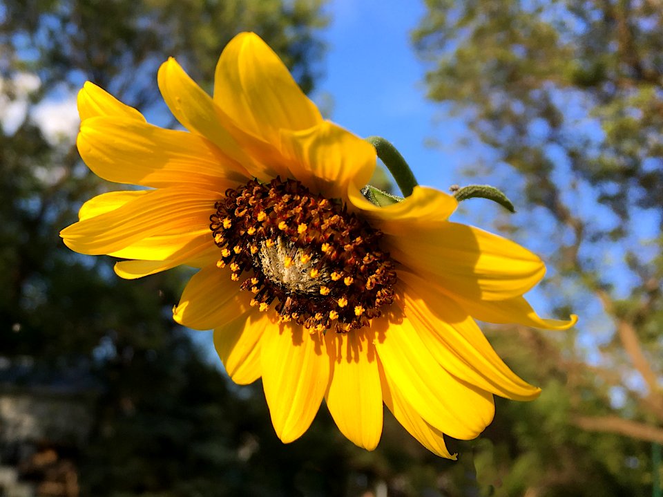 2018/365/193 The Flying Brown Eyed Susans of Mortlach