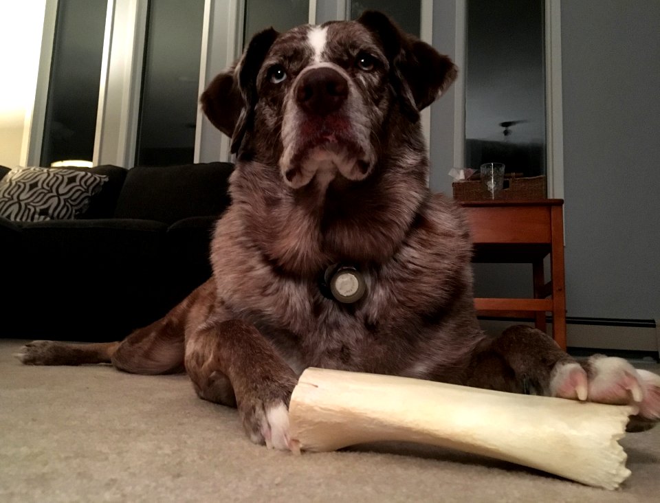 King of the Bone