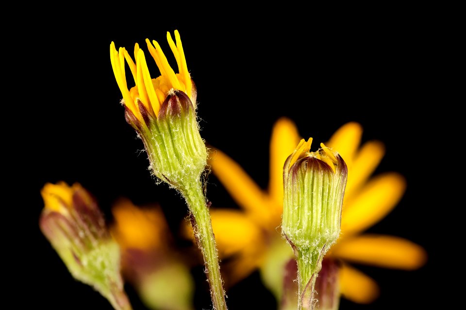 Packera aurea, syn. Senecio aureus 2, involucres golden ragwort, Howard County, MD, Helen Lowe Metzman 2017-06-20-15.55