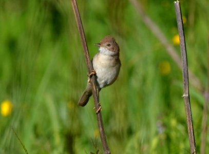 Sylvia communis