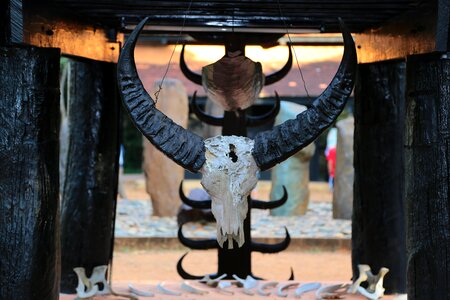 Skull buffalo hunt
