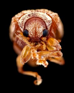 Little brown beetle, face, MAGLEV 2020-08-12-18.30.27 ZS PMax UDR photo