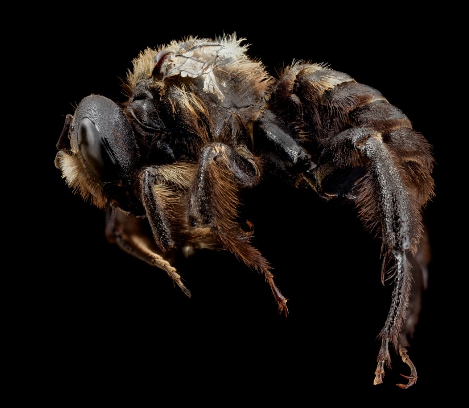 Trichothurgus aterimma, m, side, clean chile 2014-07-26-15.49.38 ZS PMax