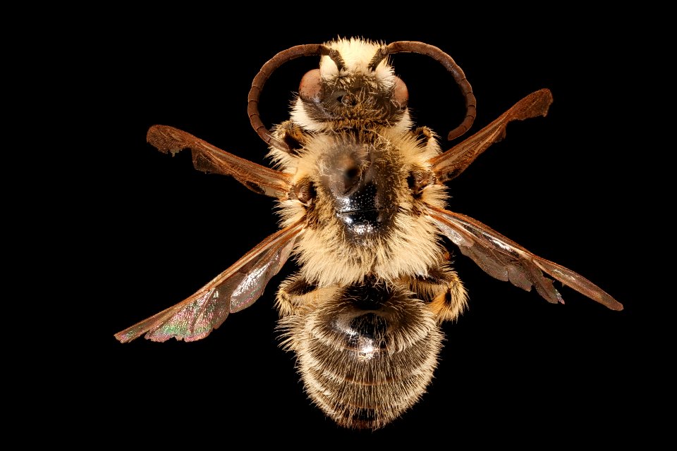 Melitta melittoides, m, back, Anne Arundel, MD 2019-10-21-17.37.46 ZS PMax UDR