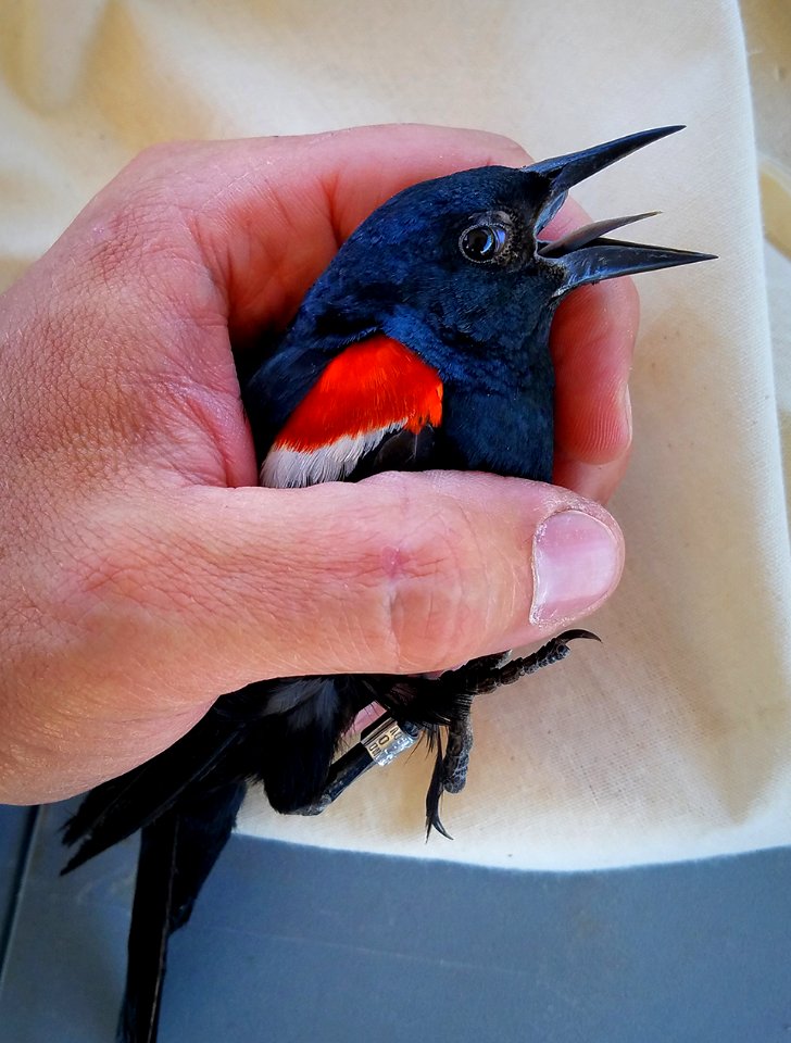 Banded male tricolored blackbird