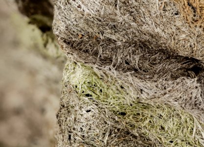 bald faced hornet, nest, beltsville, pg county 2014-08-29-17.44.13 ZS PMax photo