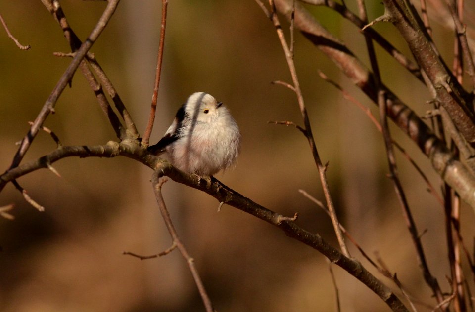 Aegithalos caudatus