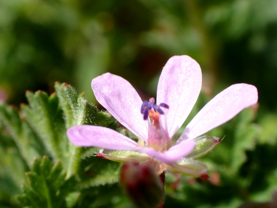 FLORES DE LA RIBERA DEL DUERO VALLADOLID