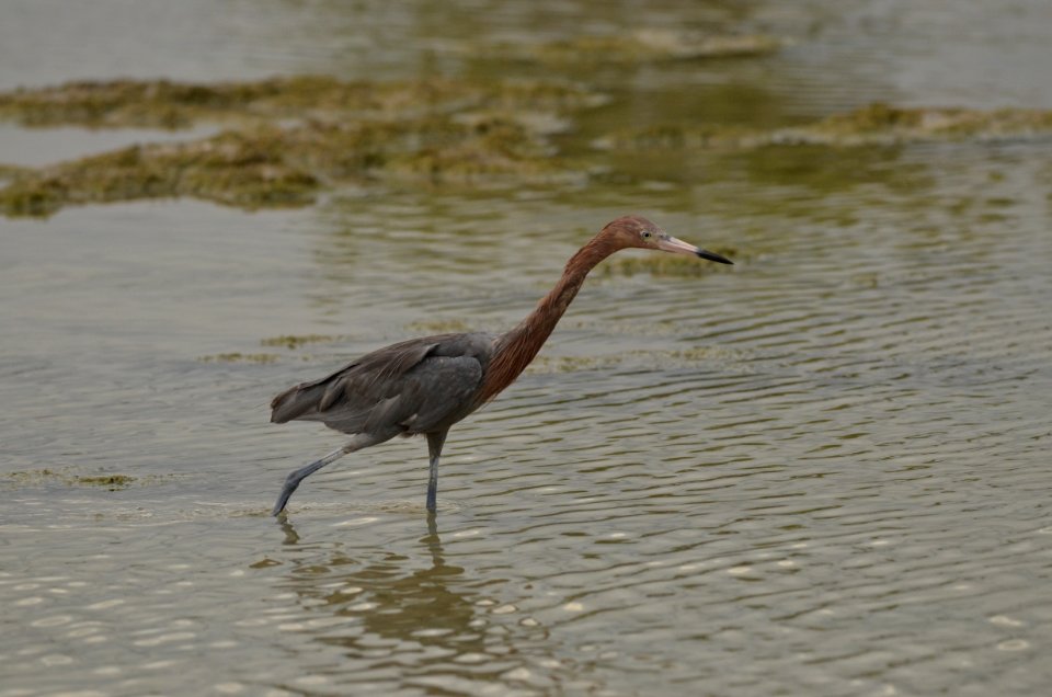 Egretta rufescens