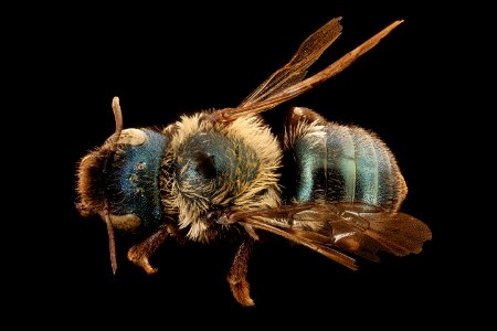 Osmia inurbana, f, back, Oneida Co. ID 2017-08-07-18.15