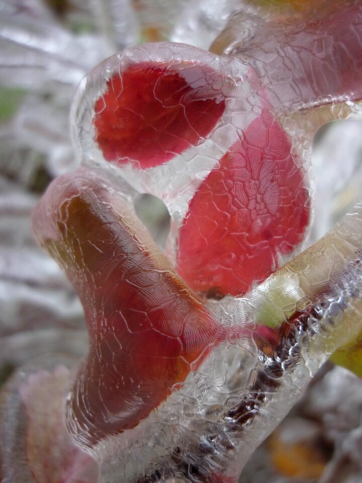 Nature winter plant