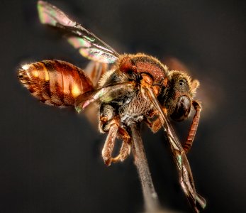 Nomada seneciophila, f, side, md, charles county 2015-11-20-17.42