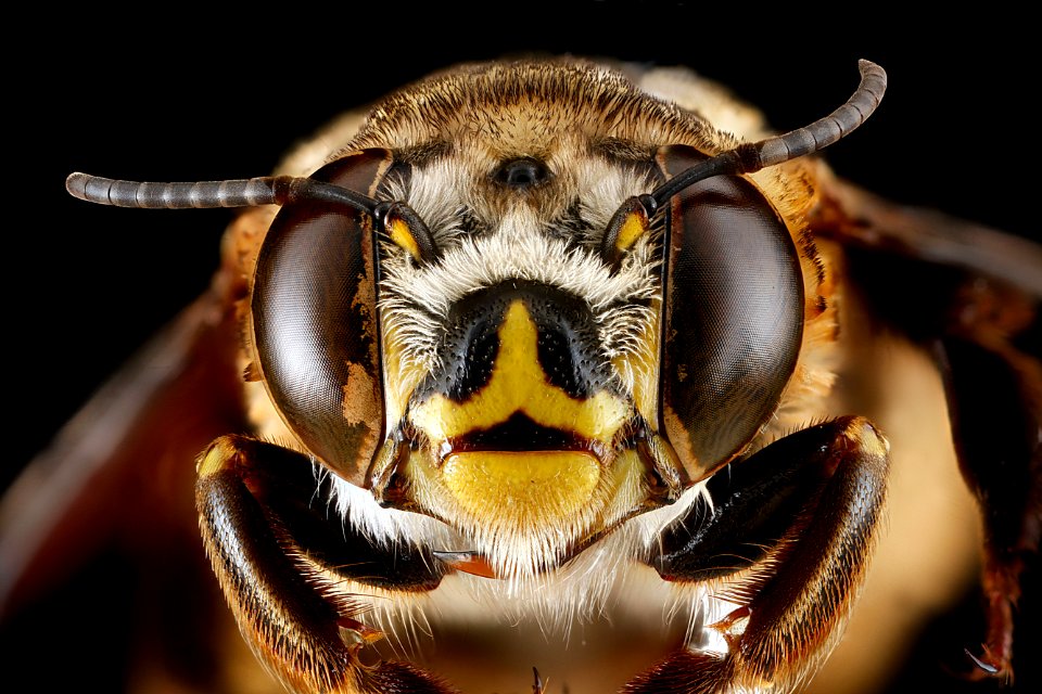 Centris-fasciata,-female,-face 2012-06-25-14.38.16-ZS-PMax