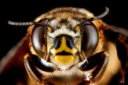 Centris-fasciata,-female,-face 2012-06-25-14.38.16-ZS-PMax