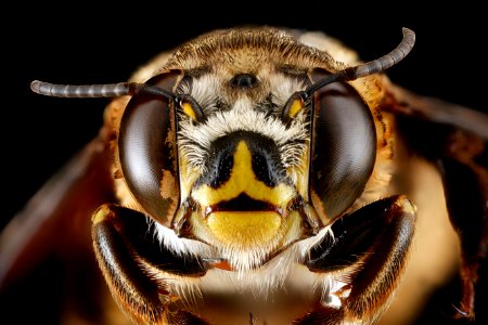 Centris-fasciata,-female,-face 2012-06-25-14.38.16-ZS-PMax photo