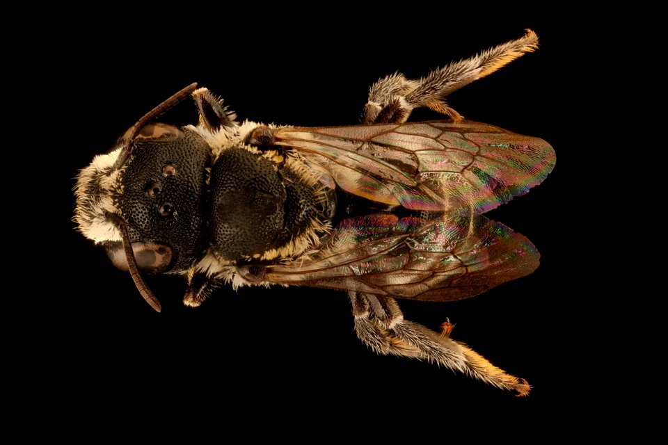Ashmeadiella aridula astragali, f, back, Yolo, CA 2018-11-16-14.47.55 ZS PMax UDR