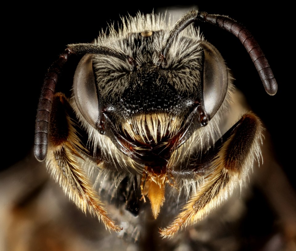 Halictus resurgens, F, Face, Greece, Aegean Islands, Lesvos, Mytilene 2015-02-19-11.43.18 ZS PMax