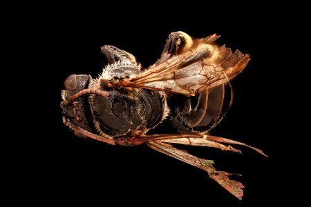 Macropis patellata, f, back, Bath County, VA 2019-10-21-17.18.11 ZS PMax UDR