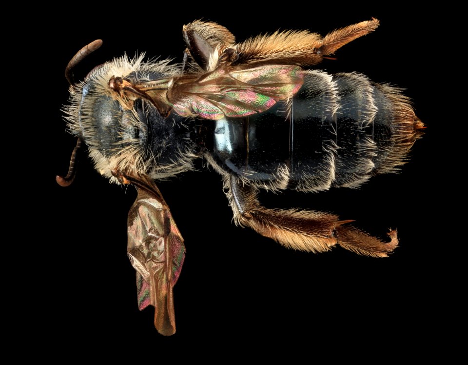 Andrena geranii, F, Back, MD, Calvert County 2013-06-17-16.08