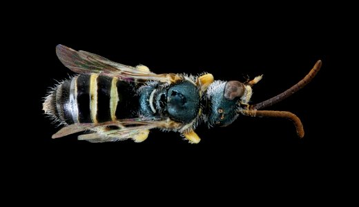 Nomioides minutissmus, m, back, Podunajska, Slovakia 2020-02-17-18.08.29 ZS PMax UDR