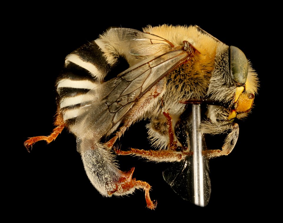 Anthophora californica, m, side, Hidalgo County, NM 2016-08-12-18.29