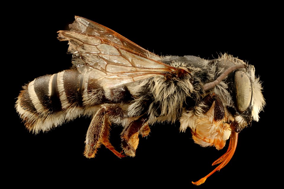 Megachile pugnata pomona, m, right, Mariposa, CA 2017-07-20-11.32