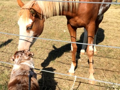 Dog and Horse Greetings