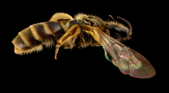 Lasioglossum albipes, f, france, side 2014-11-02-00.26.07 ZS PMax photo