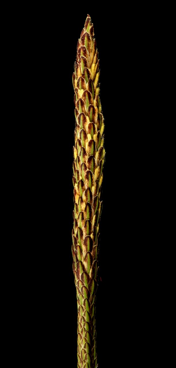 sedge finzel immature 2014-05-16-16.44.54 ZS PMax