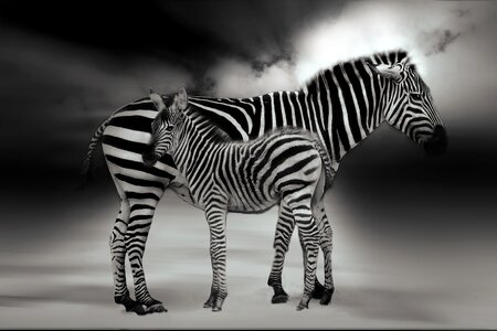 Striped safari black and white photo