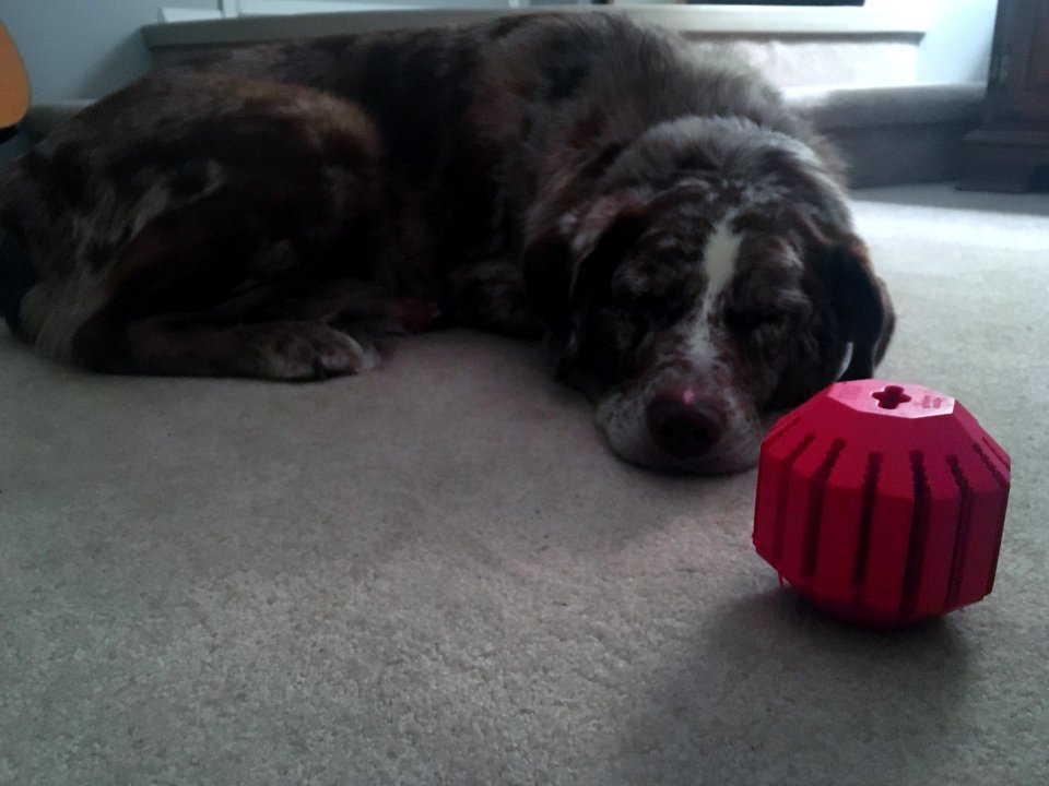So What Do Dogs Dream of?