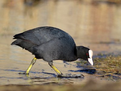 Fulica atra photo