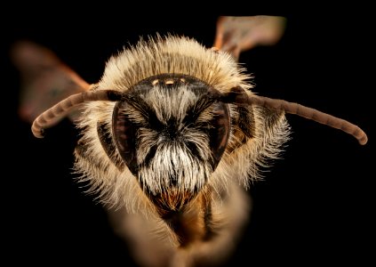 Melitta eickworti, m, face, Rockingham, VA 2019-10-21-17.52.54 ZS PMax UDR