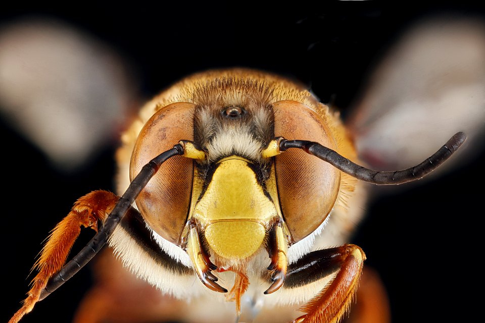 Centris fasciata, male, face 2012-06-25-15.02.40 ZS PMax