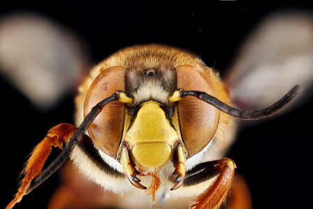 Centris fasciata, male, face 2012-06-25-15.02.40 ZS PMax photo