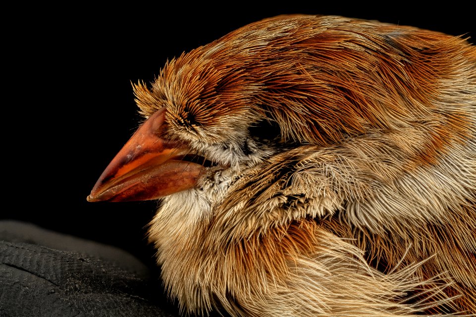 field sparrow, head, dc 2014-05-05-16.16.18 ZS PMax photo