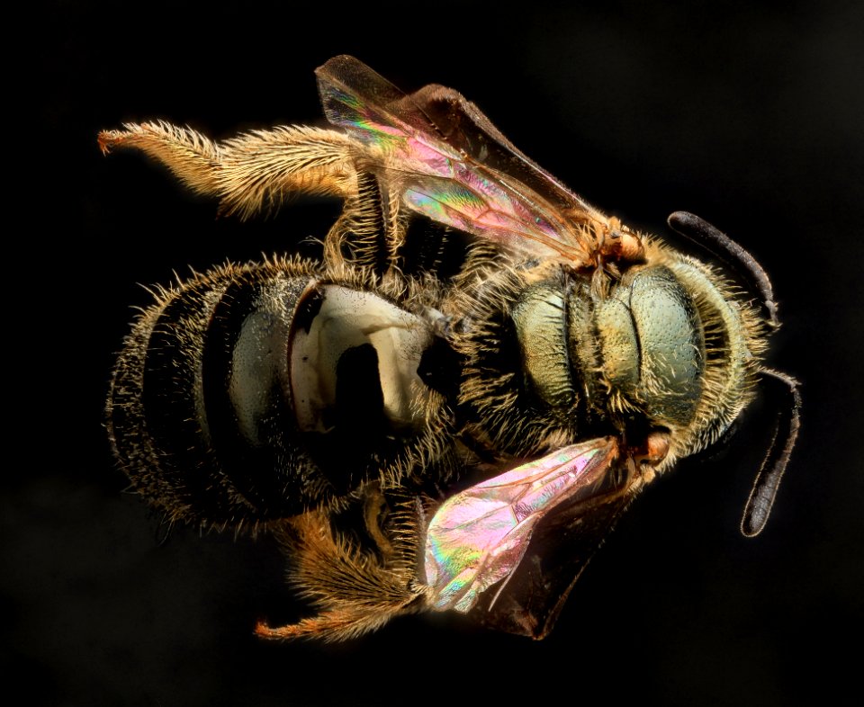 Lasioglossum gotham, F, Back, MD, Cecil County 2013-07-10-16.45.08 ZS PMax