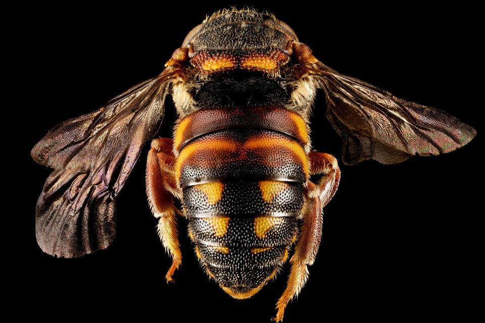 Anthidiellum perplexum, m, ga, baker, back 2015-02-04-11.15.45 ZS PMax
