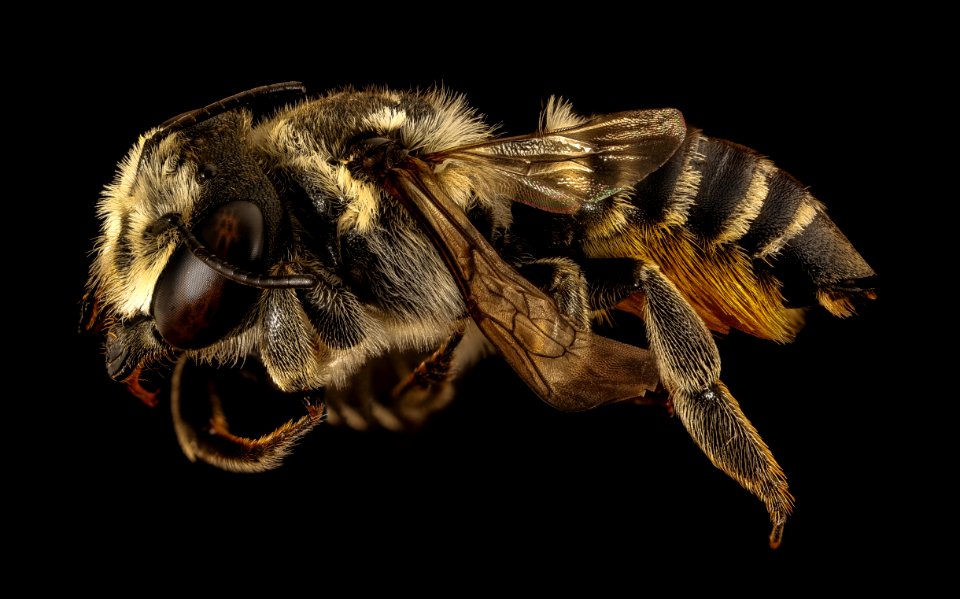 Megachile albitarsis, f, side, Chambers co, Texas 2016-07-27-17.52