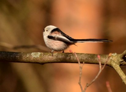 Aegithalos caudatus